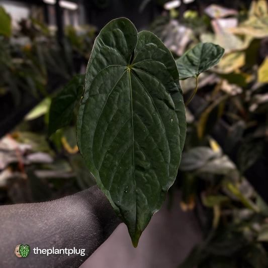 Anthurium ('Midnight Velvet' x pap) x kunayalense • XL select plant