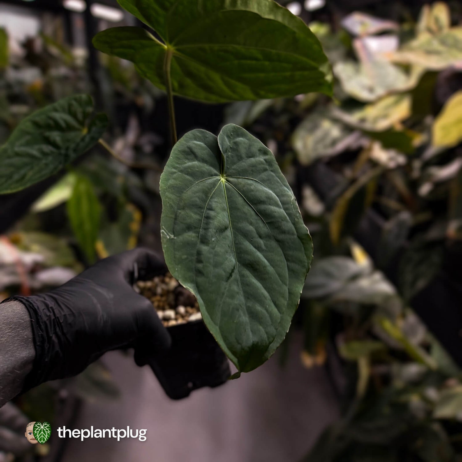 Anthurium ('Midnight Velvet' x pap) x kunayalense • XL select plant