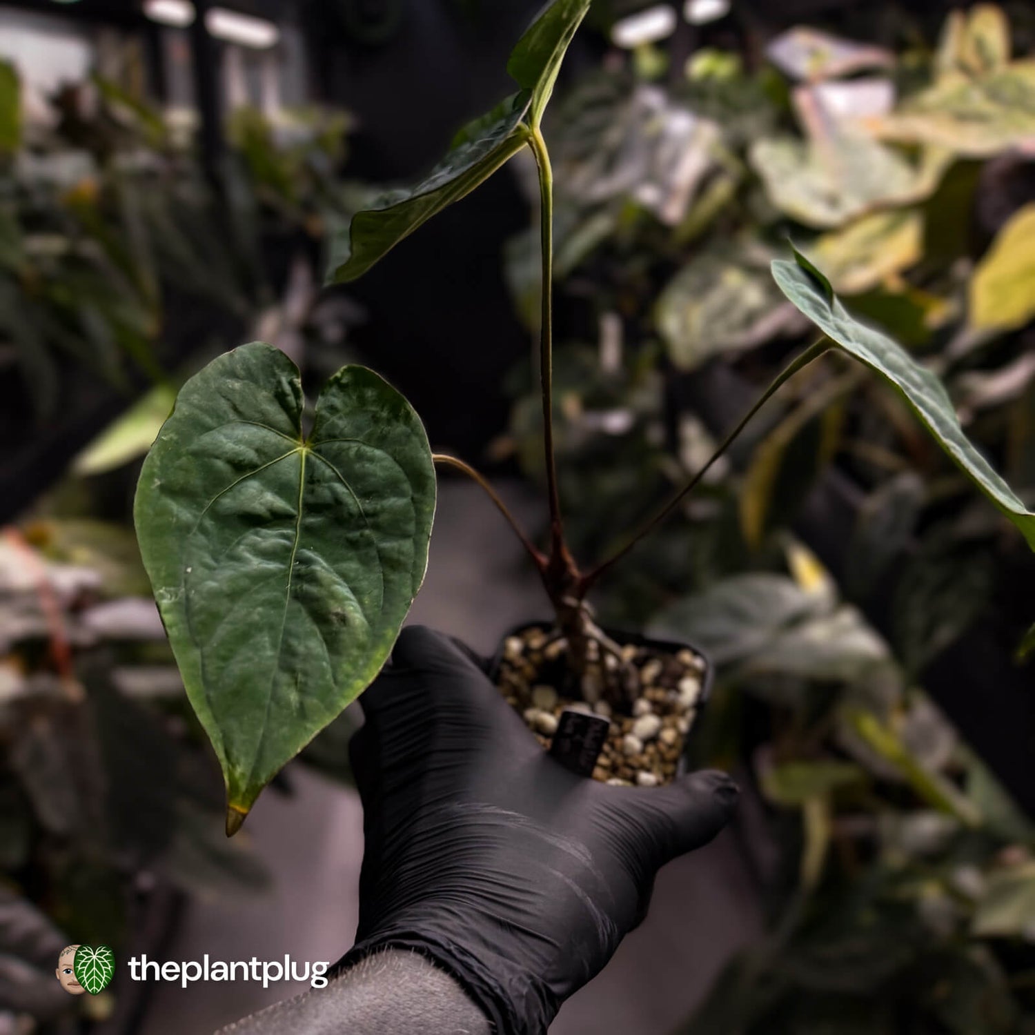 Anthurium ('Midnight Velvet' x pap) x kunayalense • XL select plant