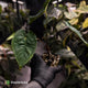 Anthurium ('Midnight Velvet' x pap) x kunayalense • XL select plant