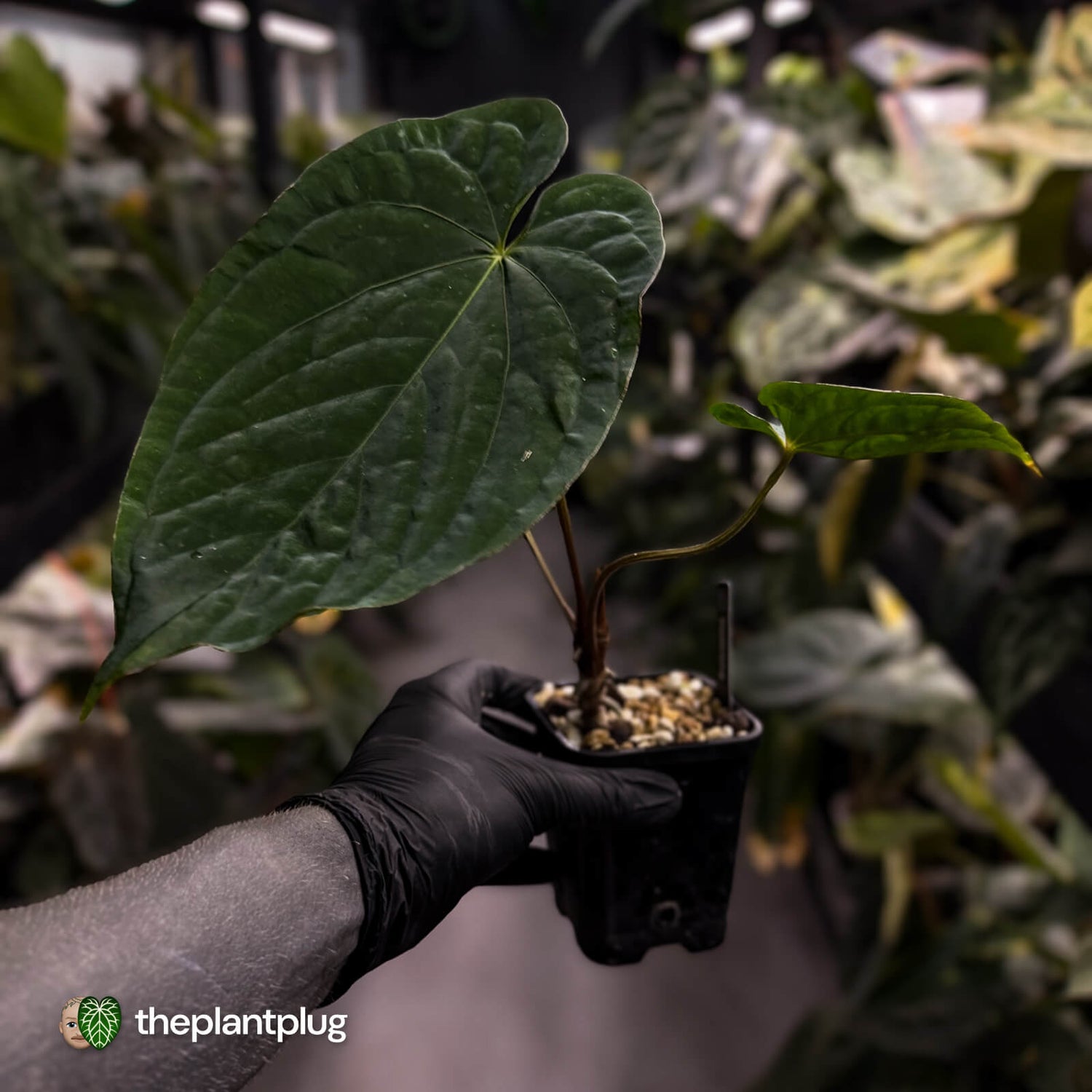 Anthurium ('Midnight Velvet' x pap) x kunayalense • XL select plant