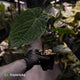 Anthurium ('Midnight Velvet' x pap) x kunayalense • XL select plant