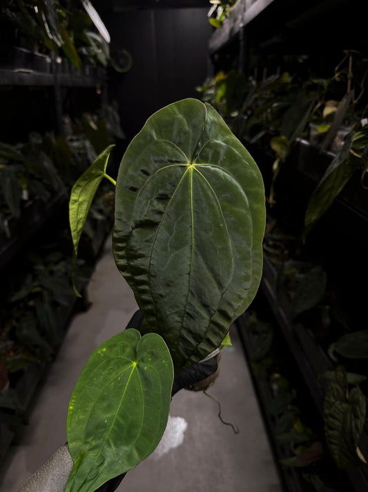 Anthurium papillilaminum x (antolakii / 'BVEP' x 'Dark Phoenix')