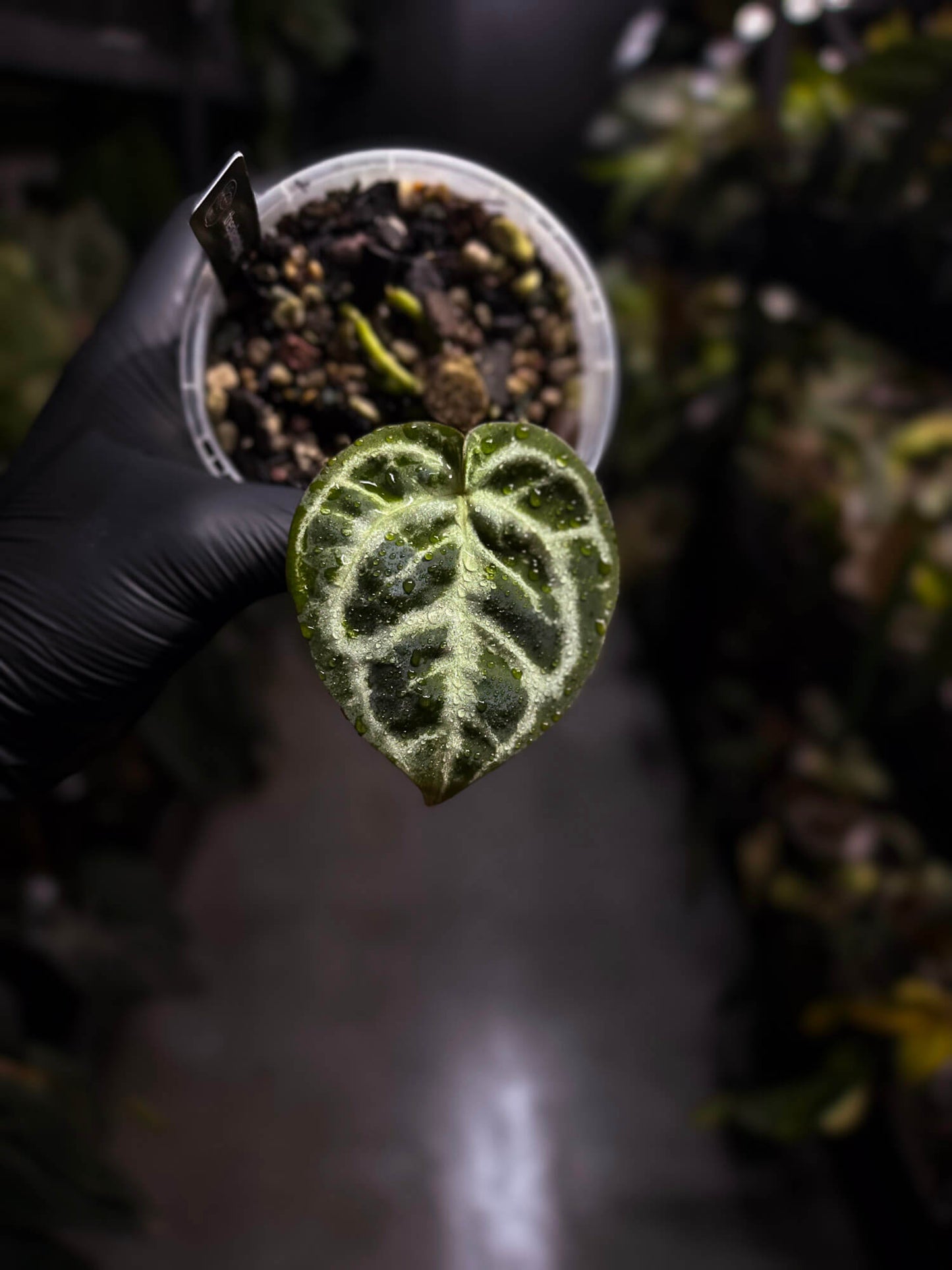 Anthurium 'Dorayaki Silver' x ('HU' x 'Red Crystallinum')