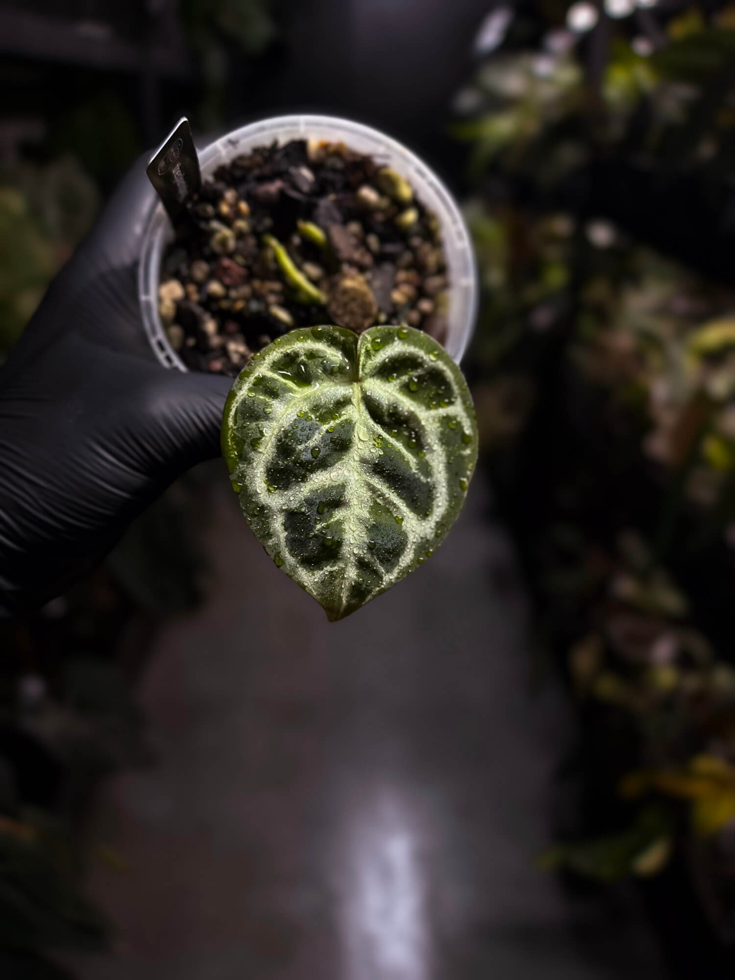 Anthurium 'Dorayaki Silver' x ('HU' x 'Red Crystallinum')