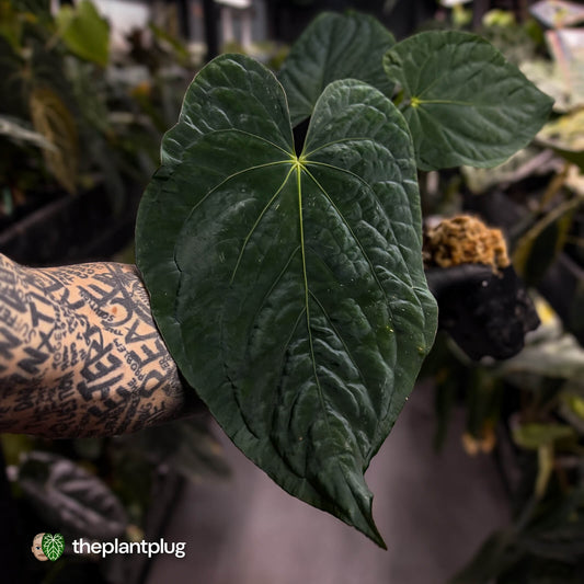 Anthurium ('Midnight Velvet' x pap) x kunayalense • XL plant
