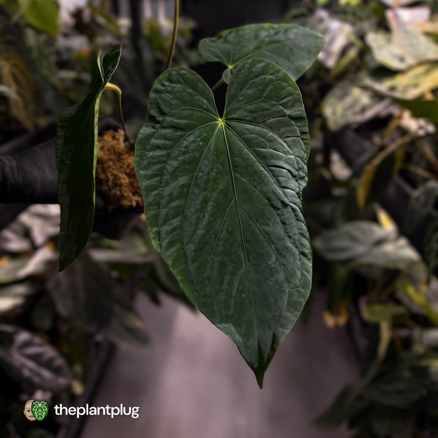 Anthurium ('Midnight Velvet' x pap) x kunayalense • XL plant