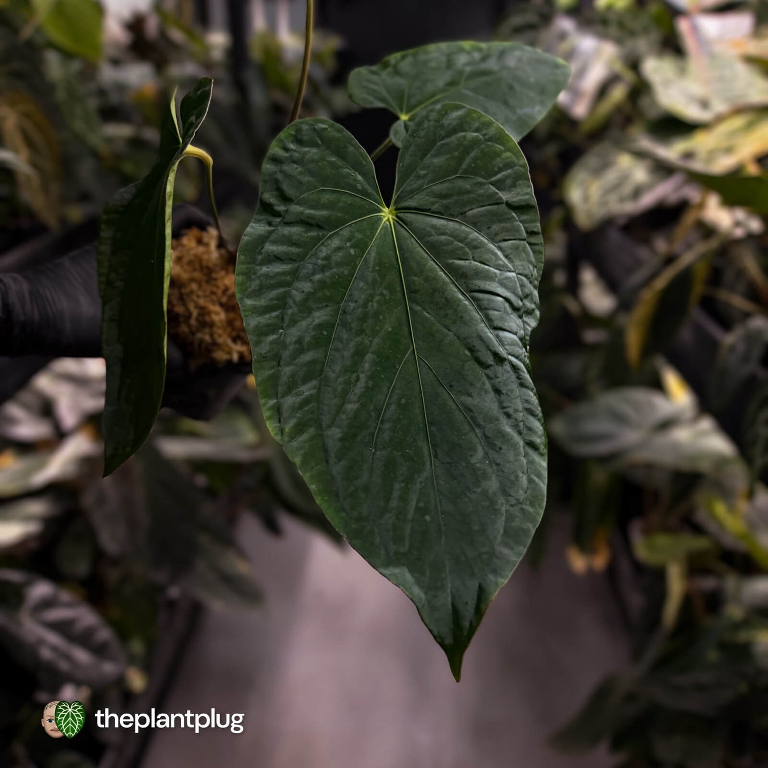 Anthurium ('Midnight Velvet' x pap) x kunayalense • XL plant