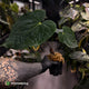 Anthurium ('Midnight Velvet' x pap) x kunayalense • XL plant