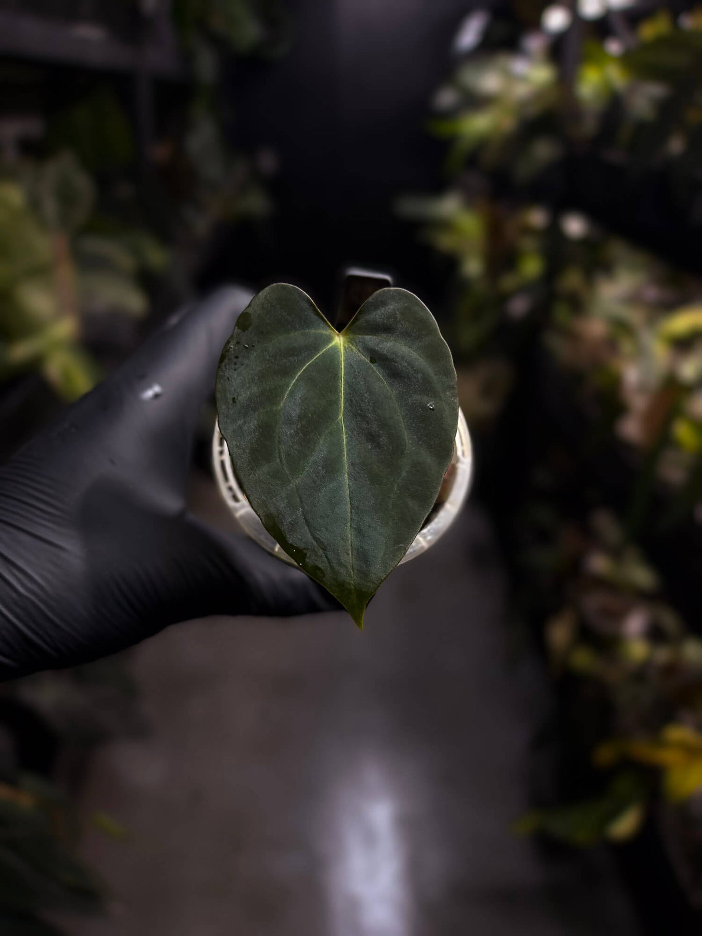 Anthurium papillilaminum x regale