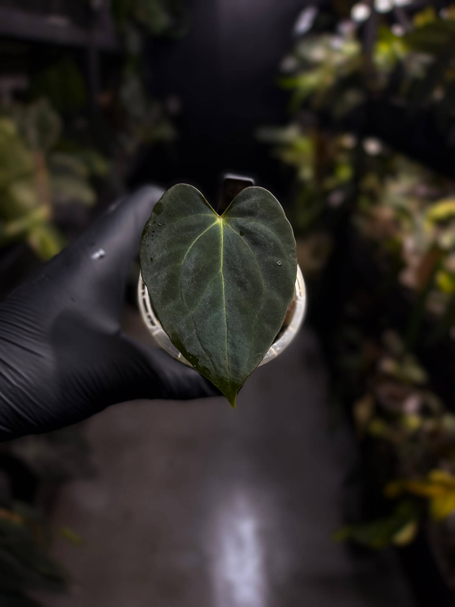 Anthurium papillilaminum x regale