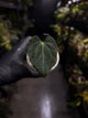 Anthurium papillilaminum x regale