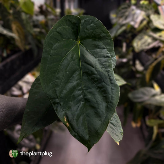 Anthurium ('Midnight Velvet' x pap) x kunayalense • XL plant