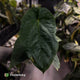 Anthurium ('Midnight Velvet' x pap) x kunayalense • XL plant