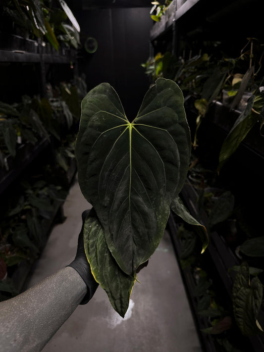 Anthurium papillilaminum • select holdback