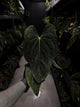 Anthurium papillilaminum • select holdback