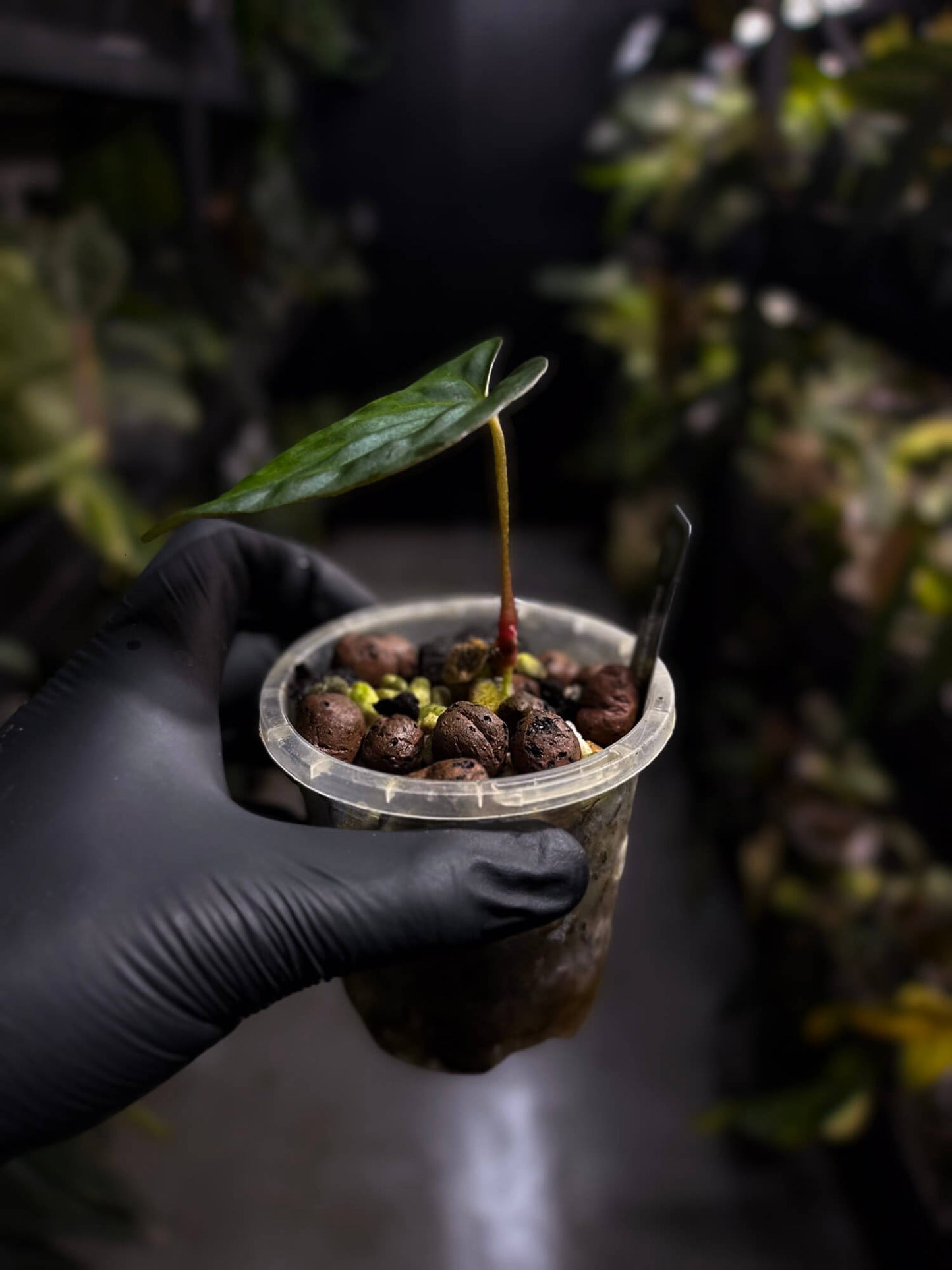anthurium papillilaminum x regale Anthurium papillilaminum x regale – The Plant Plug
