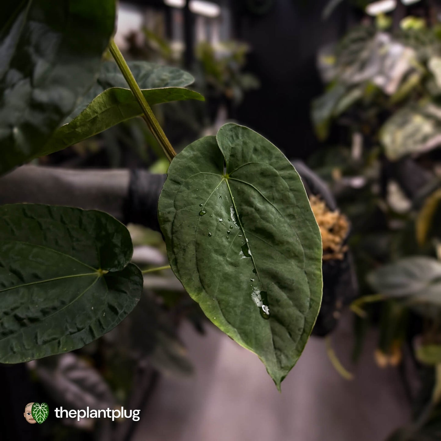 Anthurium ('Midnight Velvet' x pap) x kunayalense • XL plant