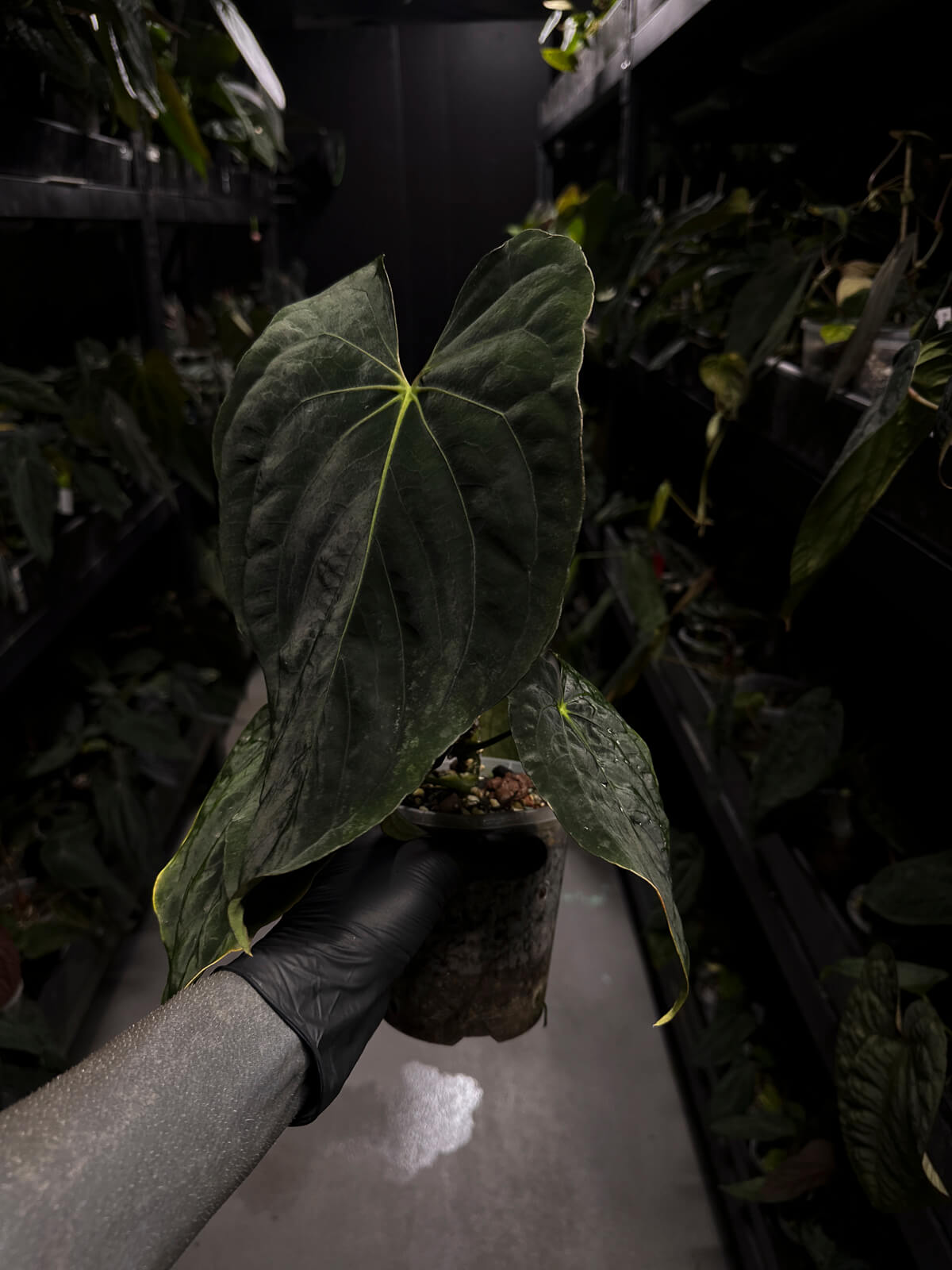 Anthurium papillilaminum • select holdback