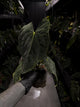 Anthurium papillilaminum • select holdback