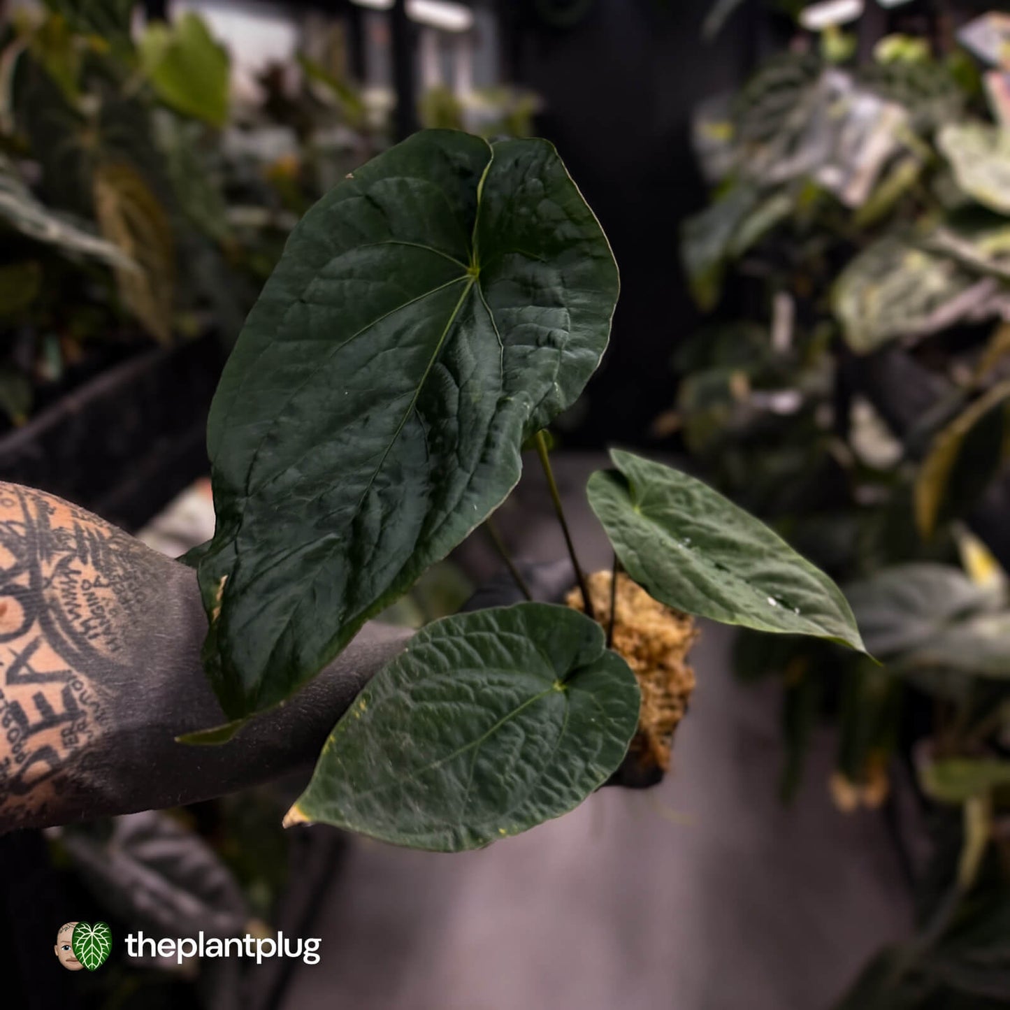 Anthurium ('Midnight Velvet' x pap) x kunayalense • XL plant
