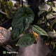 Anthurium ('Midnight Velvet' x pap) x kunayalense • XL plant