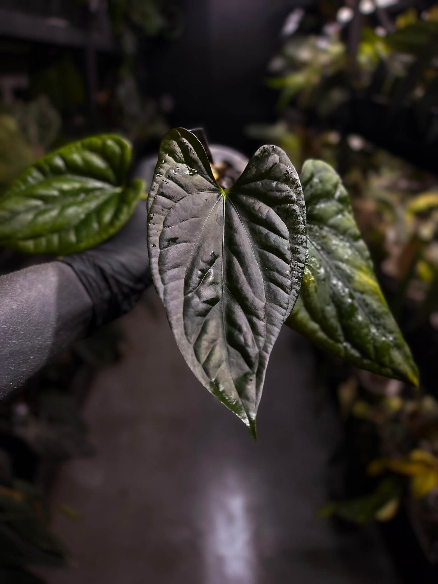 Anthurium #Messiah • luxurians x papillilaminum