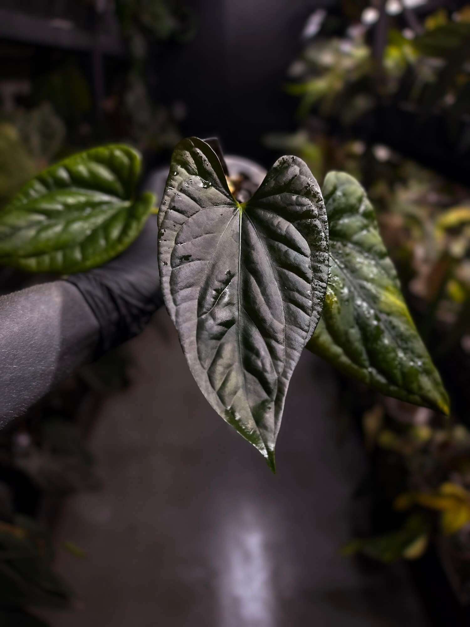 Anthurium #Messiah • luxurians x papillilaminum
