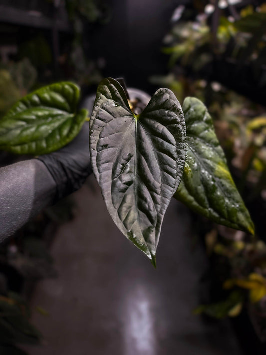 Anthurium #Messiah • luxurians x papillilaminum