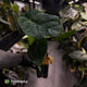 Anthurium ('Midnight Velvet' x pap) x kunayalense • XL plant