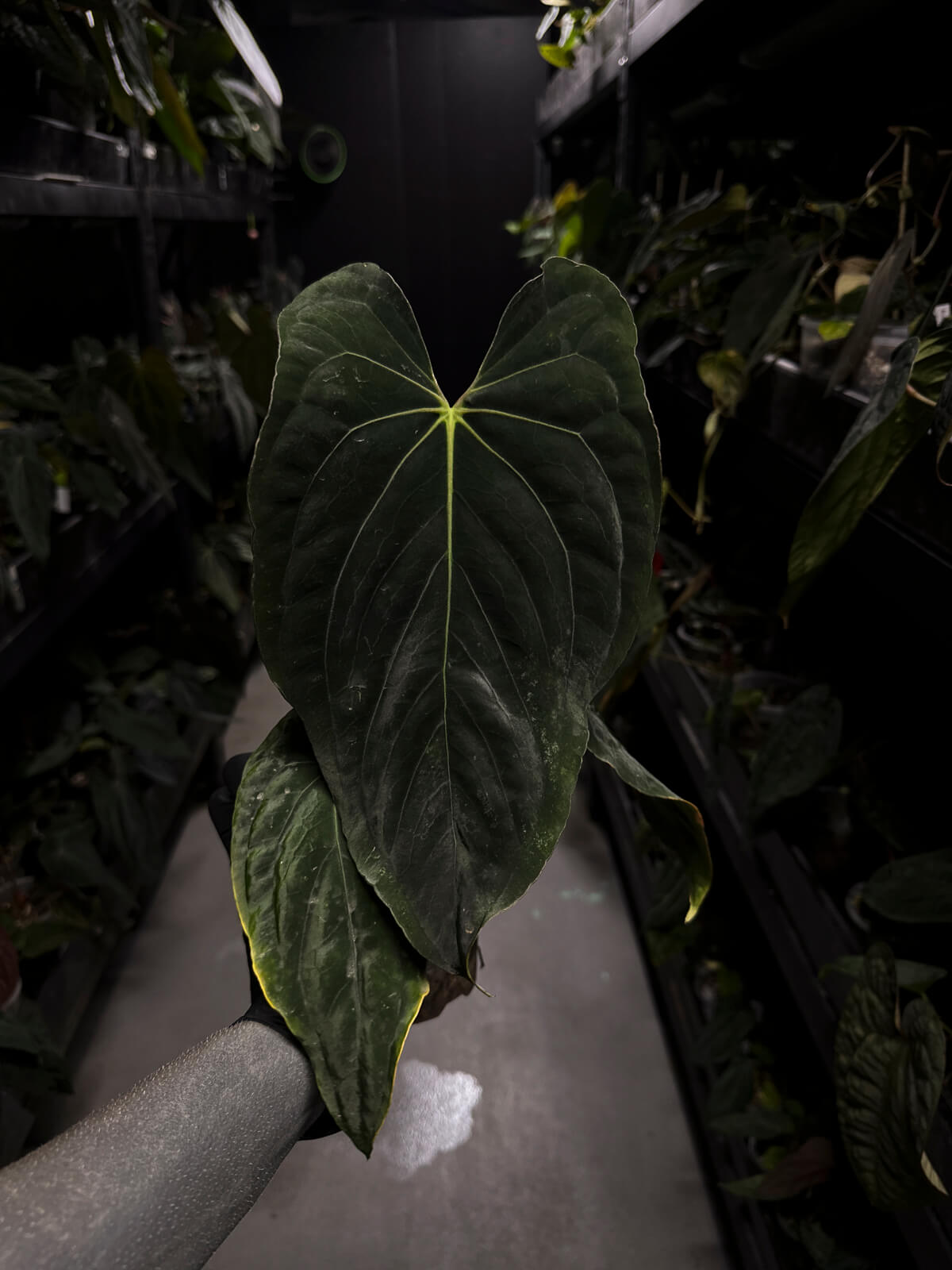 Anthurium papillilaminum • select holdback
