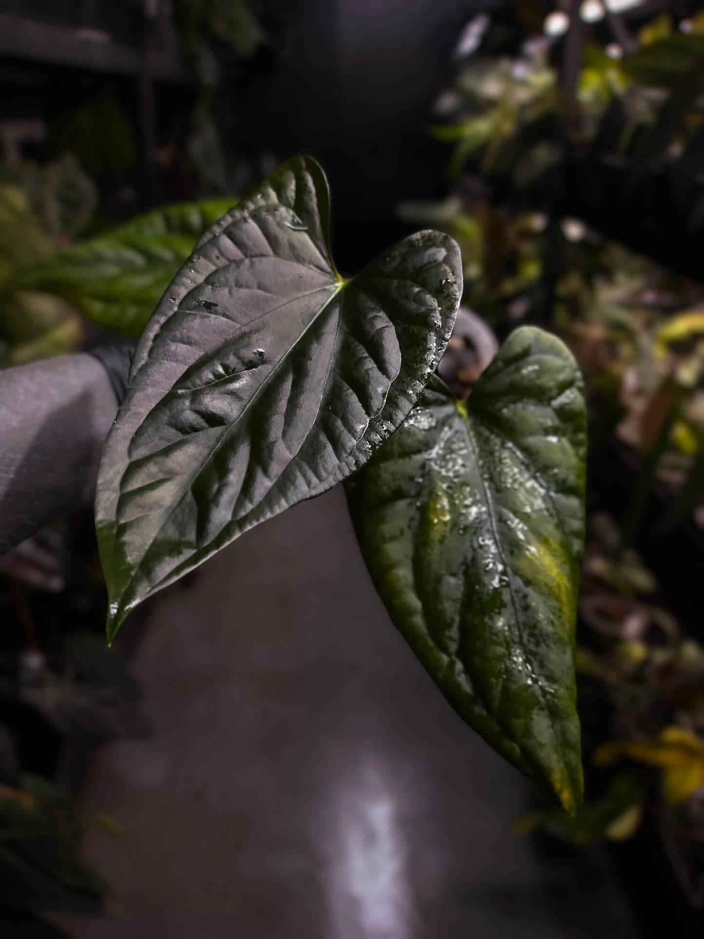 Anthurium #Messiah • luxurians x papillilaminum