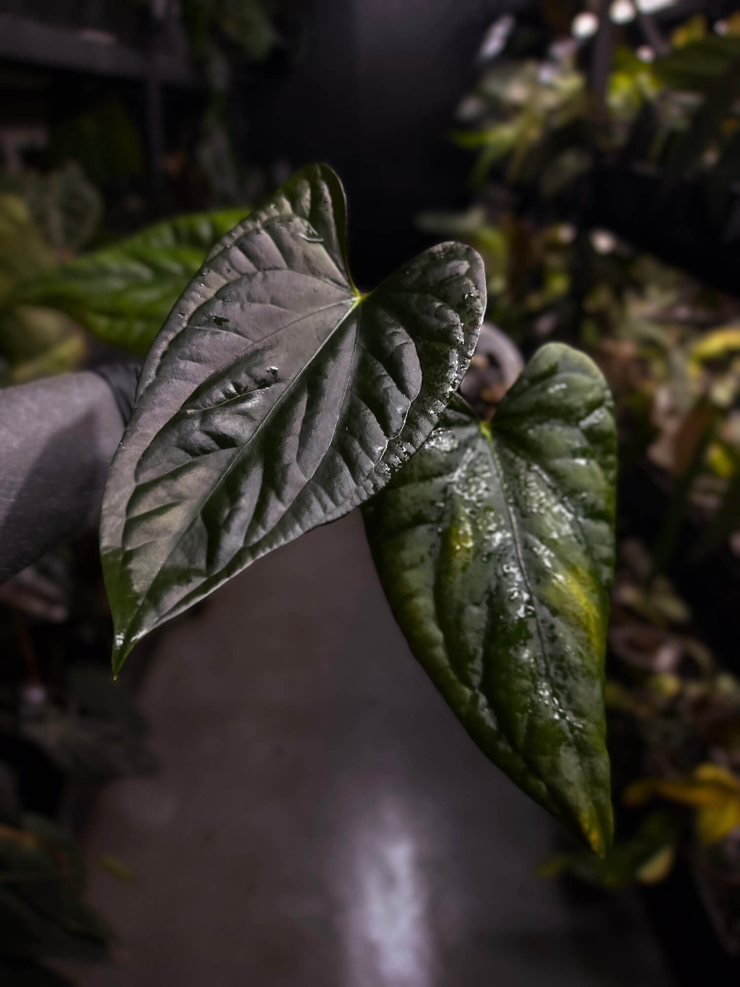 Anthurium #Messiah • luxurians x papillilaminum