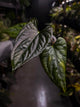 Anthurium #Messiah • luxurians x papillilaminum