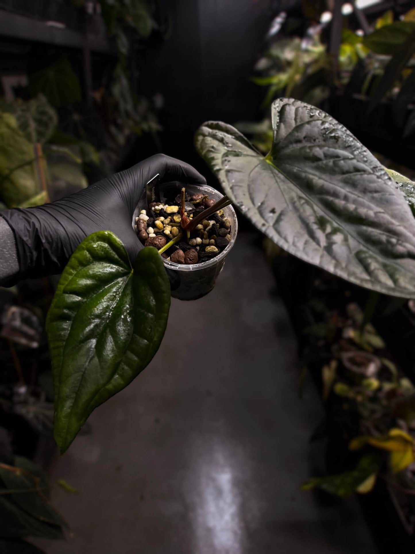 Anthurium #Messiah • luxurians x papillilaminum