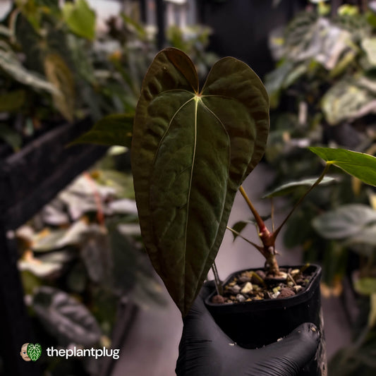 Anthurium papillilaminum 'RA6' x antolakii • select holdback