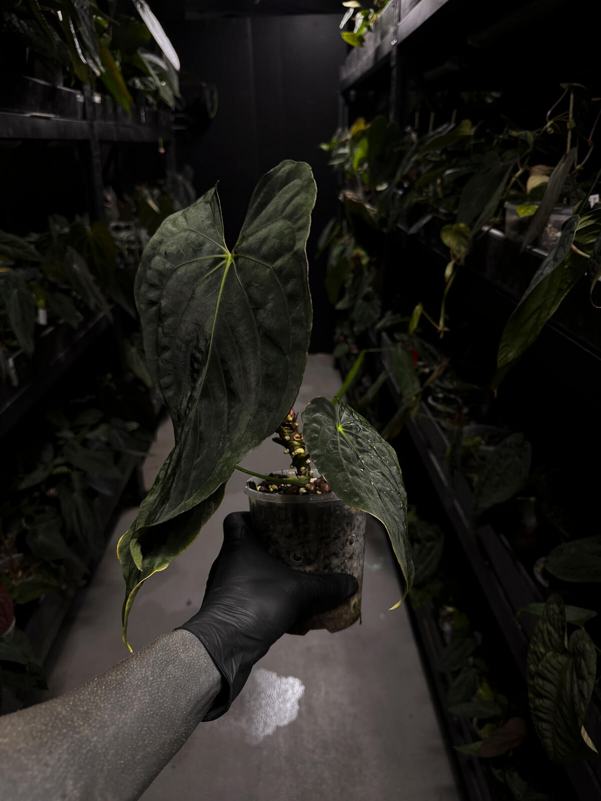 Anthurium papillilaminum • select holdback