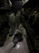 Anthurium papillilaminum • select holdback