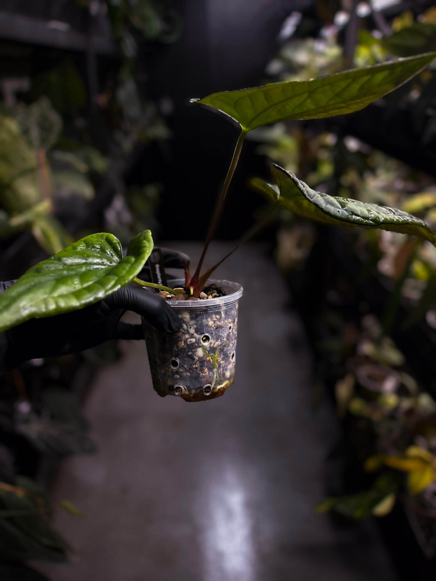 Anthurium #Messiah • luxurians x papillilaminum