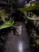 Anthurium #Messiah • luxurians x papillilaminum