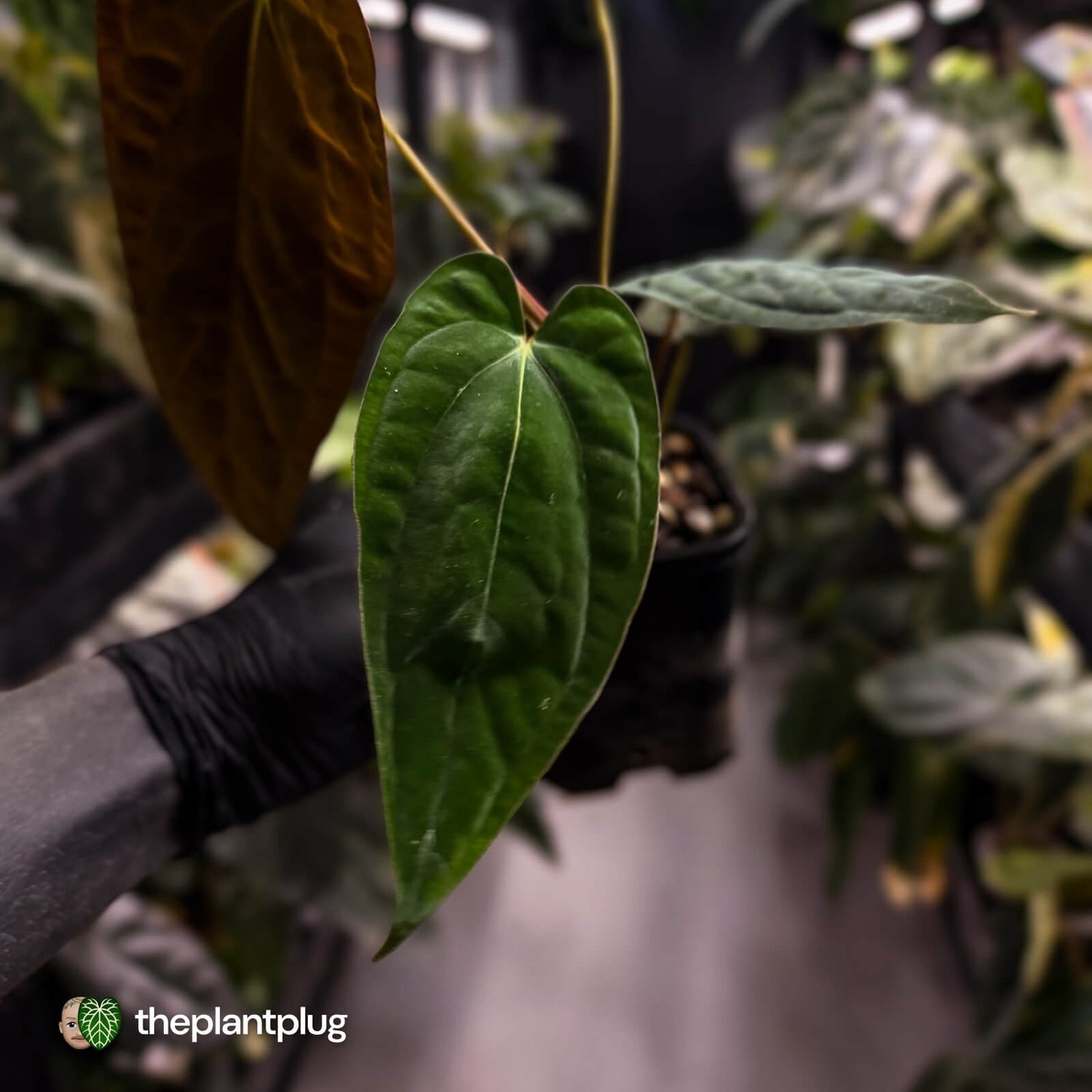 Anthurium papillilaminum 'RA6' x antolakii • select holdback