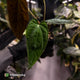Anthurium papillilaminum 'RA6' x antolakii • select holdback