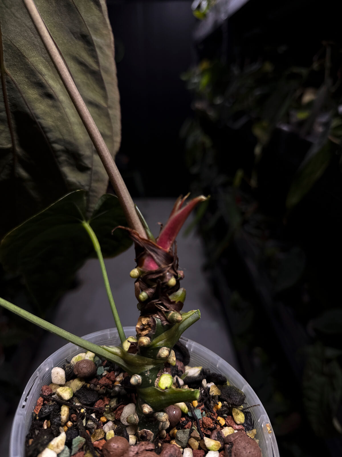 Anthurium papillilaminum • select holdback