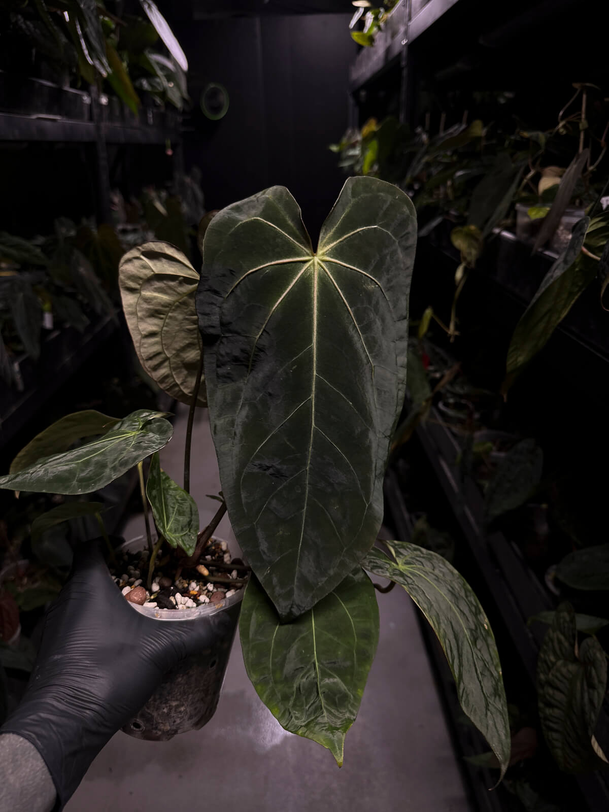Anthurium #MidasTouch • holdback