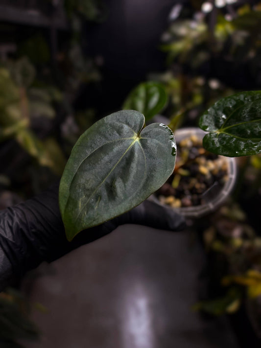 Anthurium (carlablackiae x dressleri) x carlablackiae