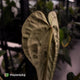 Anthurium papillilaminum 'RA6' x antolakii • select holdback