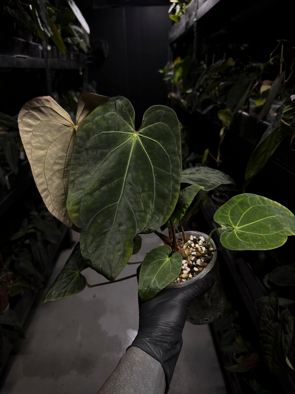 Anthurium #MidasTouch • holdback