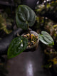 Anthurium (carlablackiae x dressleri) x carlablackiae