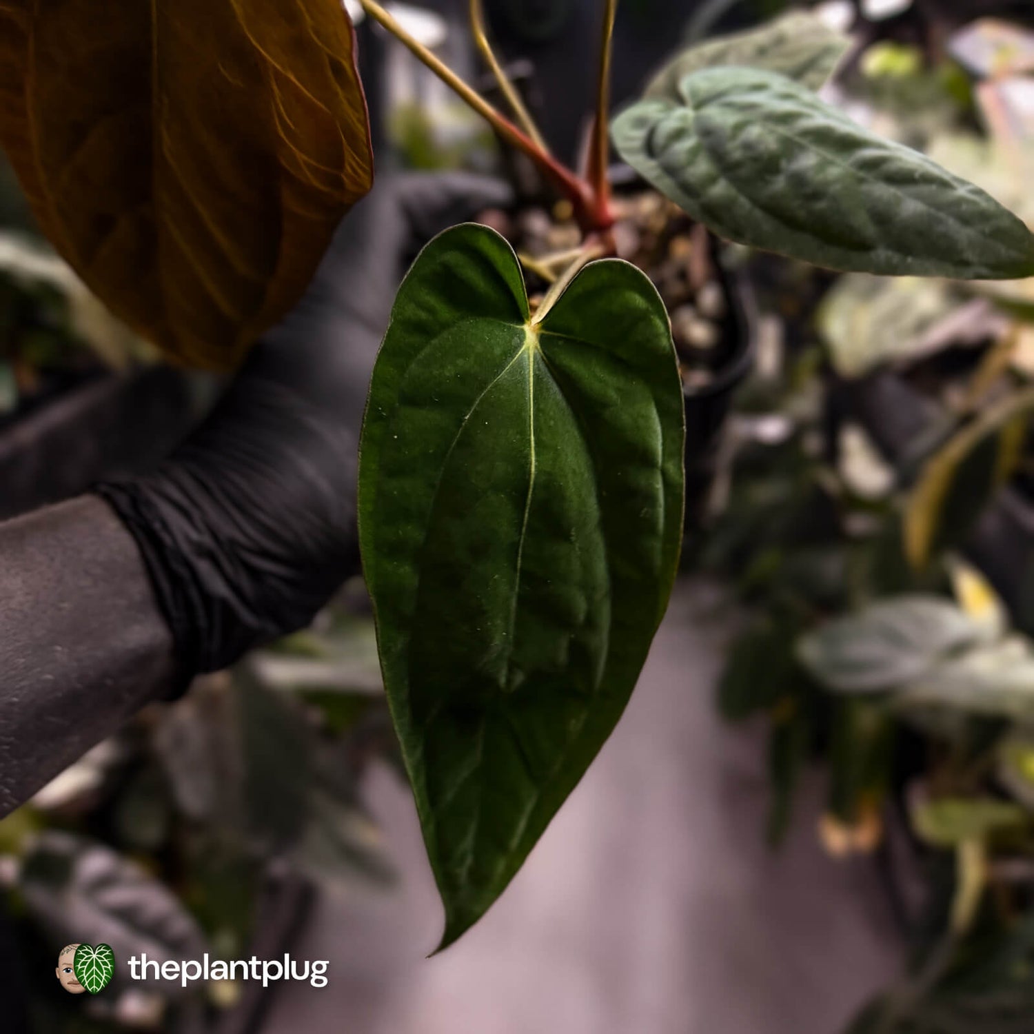 Anthurium papillilaminum 'RA6' x antolakii • select holdback