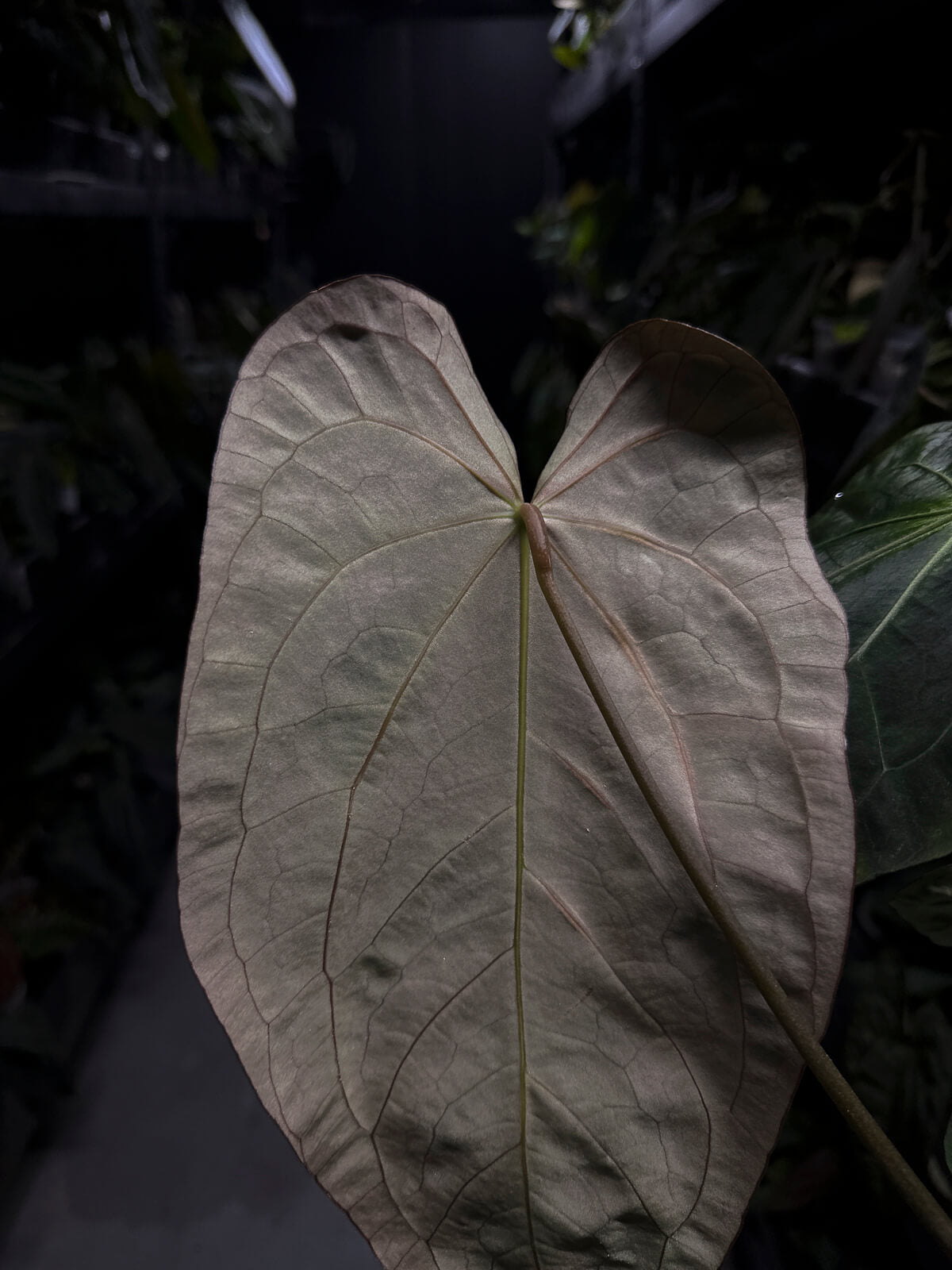 Anthurium #MidasTouch • holdback